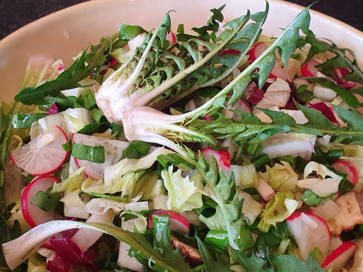 Löwenzahn-Salat — Wildkräuter-Rezept aus dem Workshop